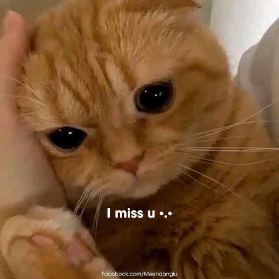 Em nhớ anh lắm huhu.