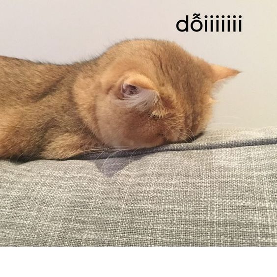 Dỗi luôn!