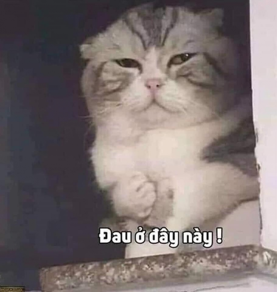 Đau ở đây này!