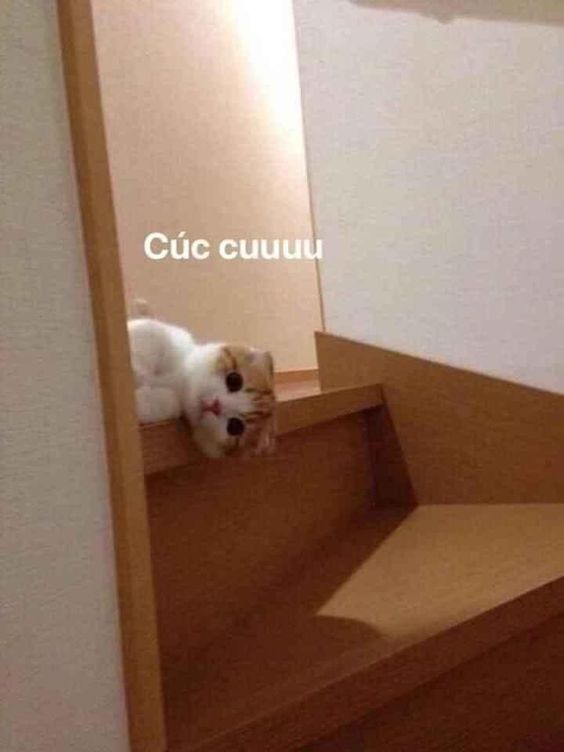 Cúc cu tớ có mặt nè!