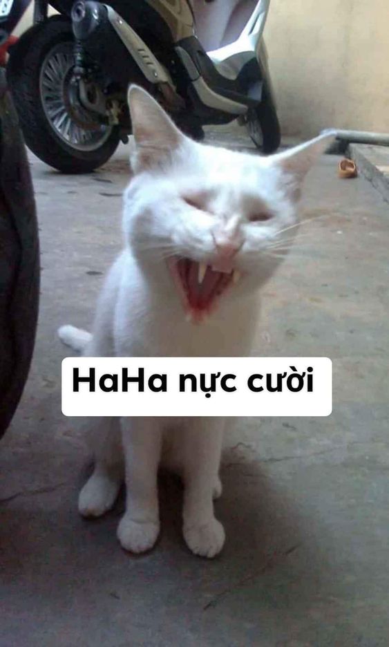 Haha nực cười!