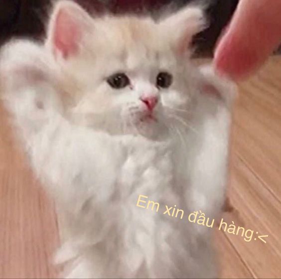 Em xin đầu lòng, em nhận lỗi!