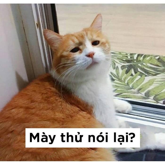 Mày thủ nói lại xem?