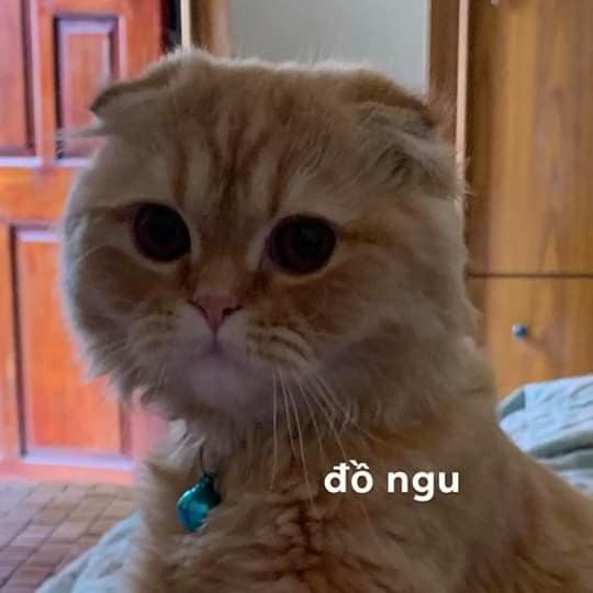Đồ ngu nhà ngươi!