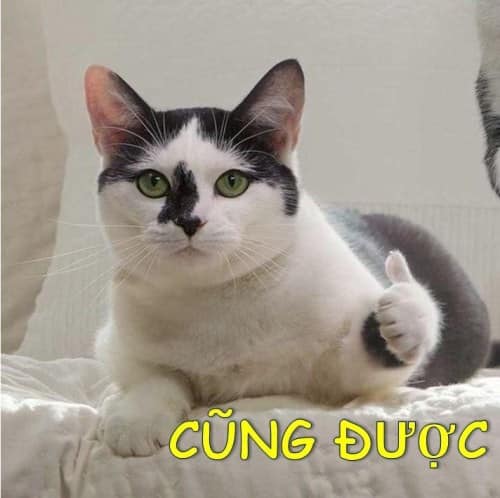 Cũng được!