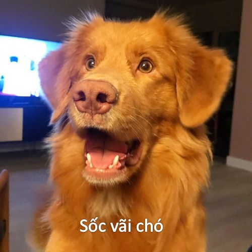 Định bình luận nhẹ thôi mà lỡ tay bóc phốt
