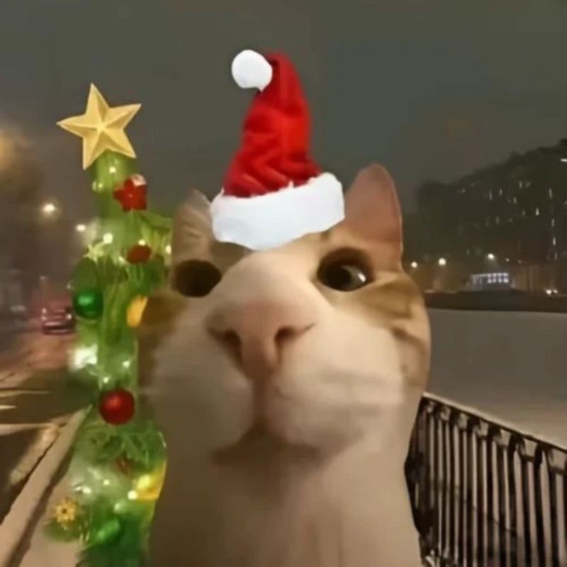 ảnh mèo giáng sinh meme hài hước