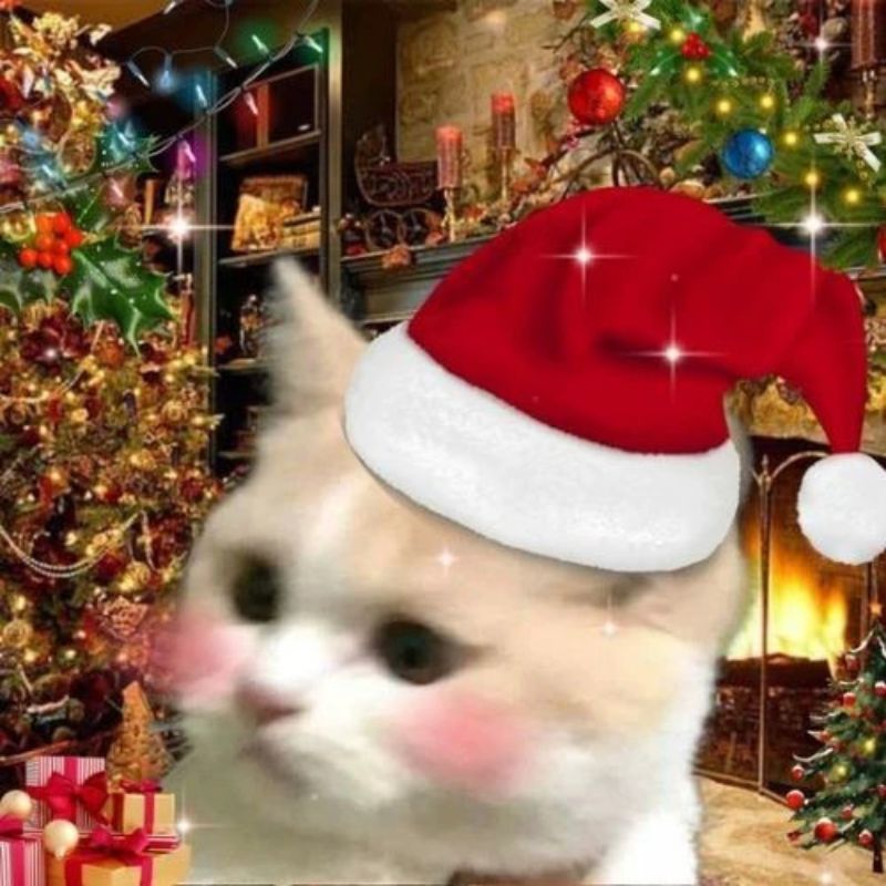 ảnh mèo giáng sinh meme
