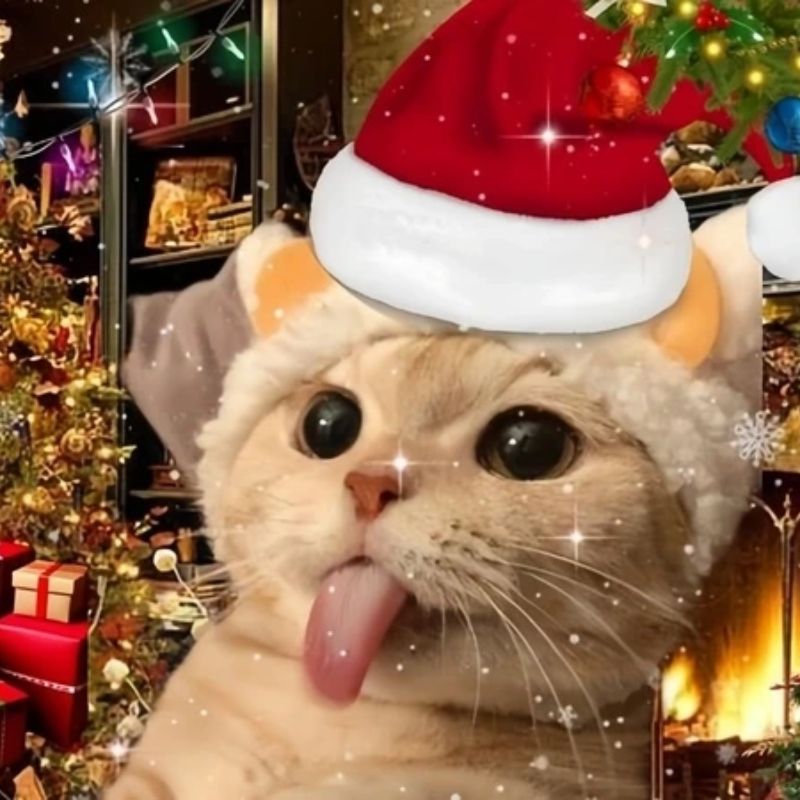 99+ Ảnh mèo giáng sinh meme siêu dễ thương cho mùa Noel