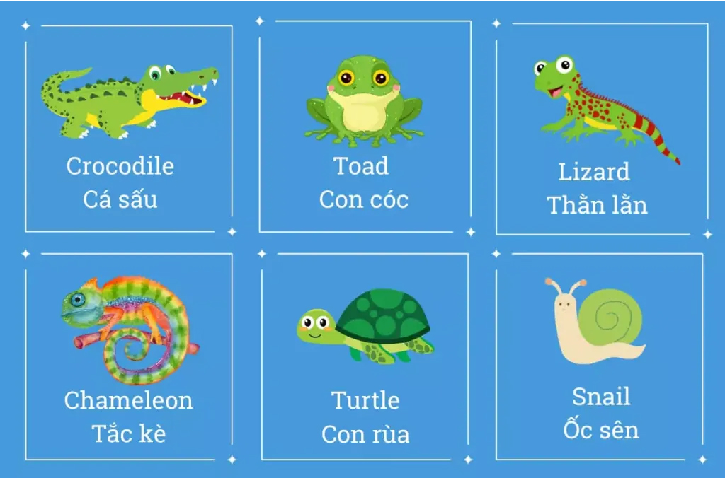100+ Từ vựng các con vật bằng tiếng Anh thông dụng, đầy đủ nhất