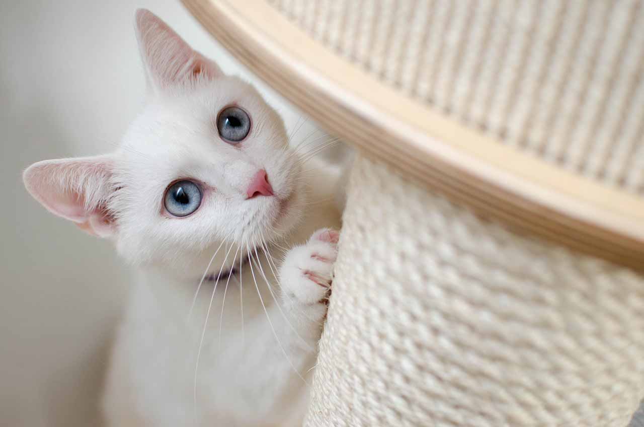 anh meo 86 | Kỹ Thuật Số VN
