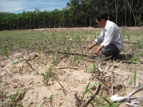 Trang trai chăn nuôi bò sữa nằm lọt thỏm trong khu vực cao su của ông Trần Xuân Linh đang trong quá trình hoàn thiện. (Ảnh: nongnghiep.vn)