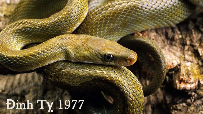 Nam nữ sinh năm 1977 tuổi gì, mệnh gì, hợp màu gì?