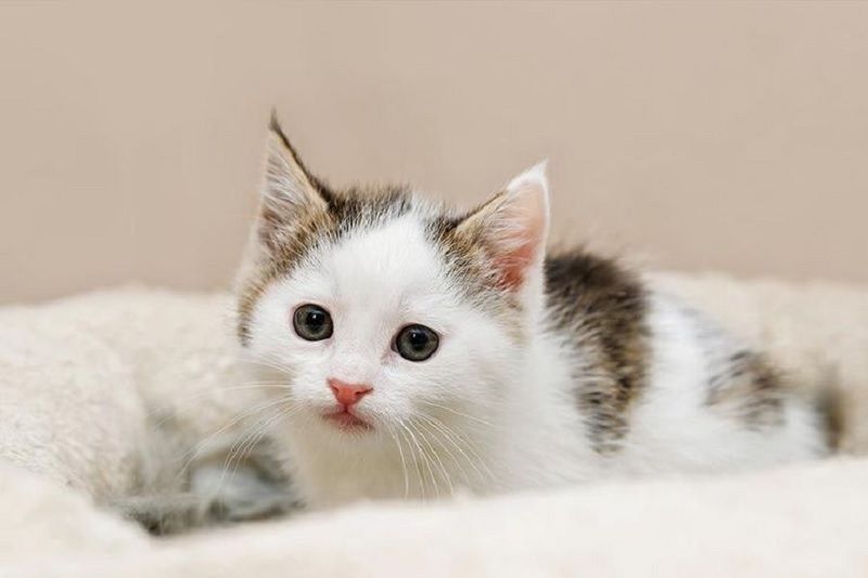 Có nhiều thành ngữ liên quan tới “Cat” trong tiếng Anh. (Ảnh: Sưu tầm internet)