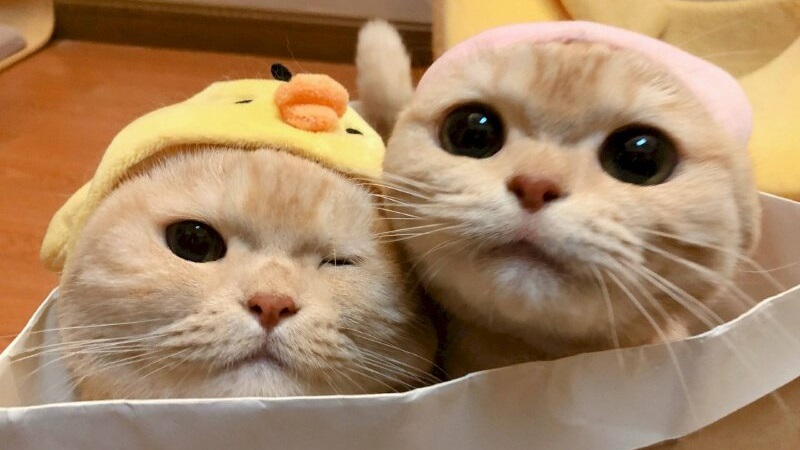 Tải ảnh mèo ngầu - Hình mèo chibi cute