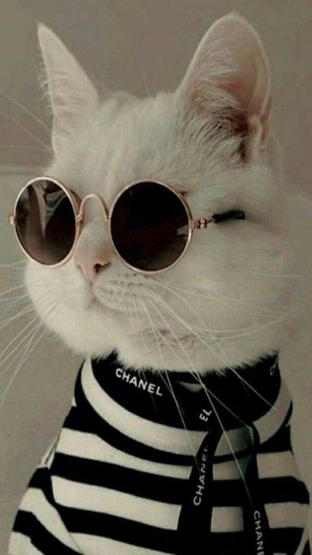 Tải ảnh mèo ngầu - Hình mèo chibi cute