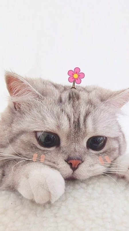 Tải ảnh mèo ngầu - Hình ảnh mèo trong các anime nổi tiếng