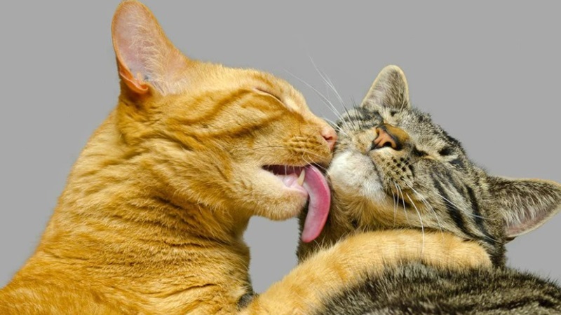 Tải ảnh mèo ngầu dễ thương làm hình nền điện thoại