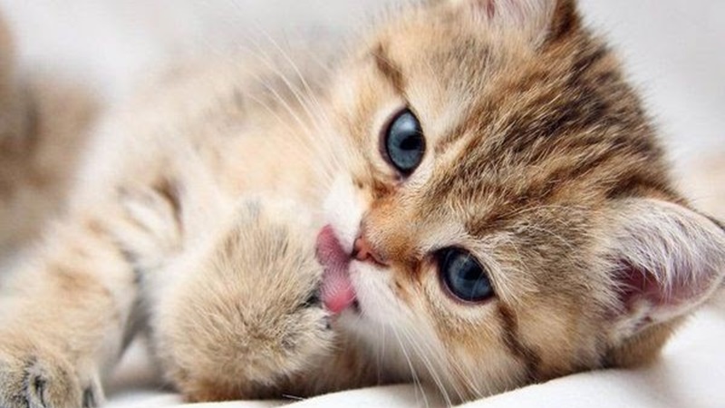 Tải ảnh mèo ngầu dễ thương làm hình nền điện thoại