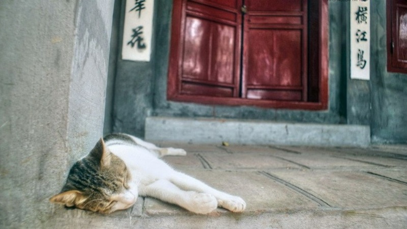 Tải ảnh mèo ngầu dễ thương làm hình nền điện thoại
