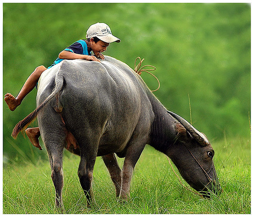 Đọt Chuối Non