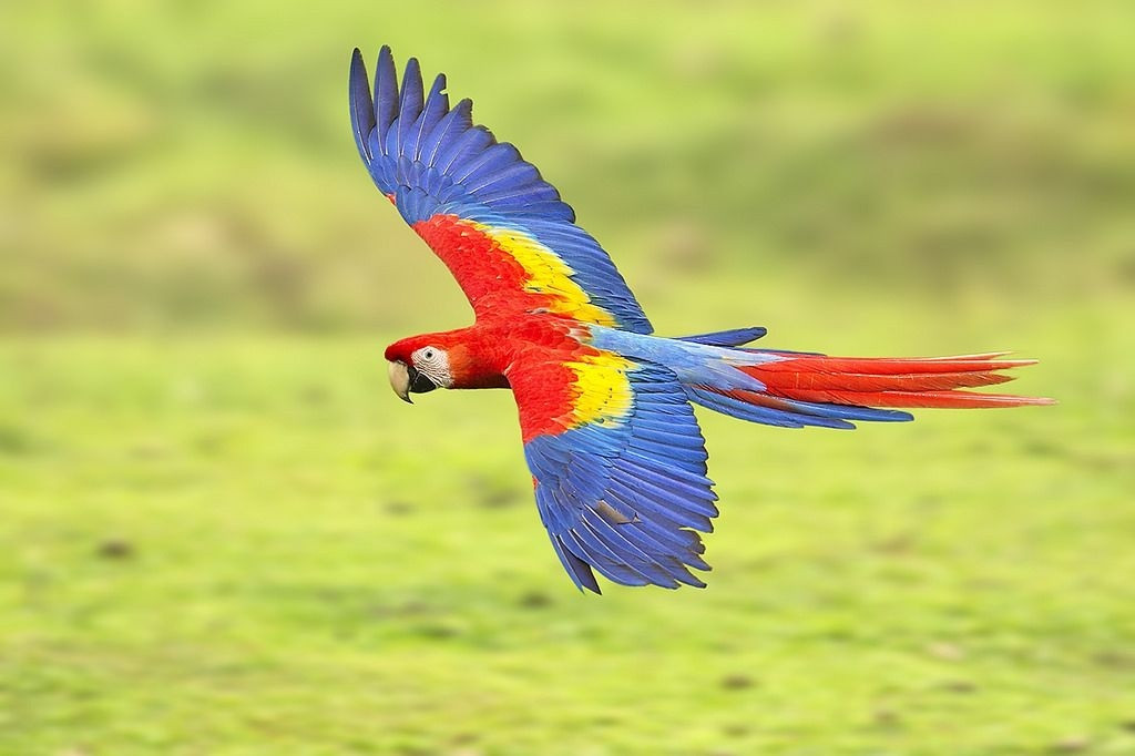 Mãn nhãn với 10 loài động vật đẹp nhất thế giới
