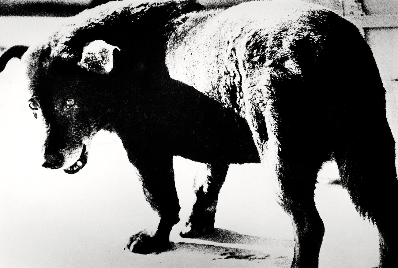 Daido-Moriyama.-Stray-Dog-alexcoghe.com_