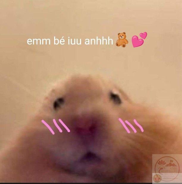 Meme yêu anh