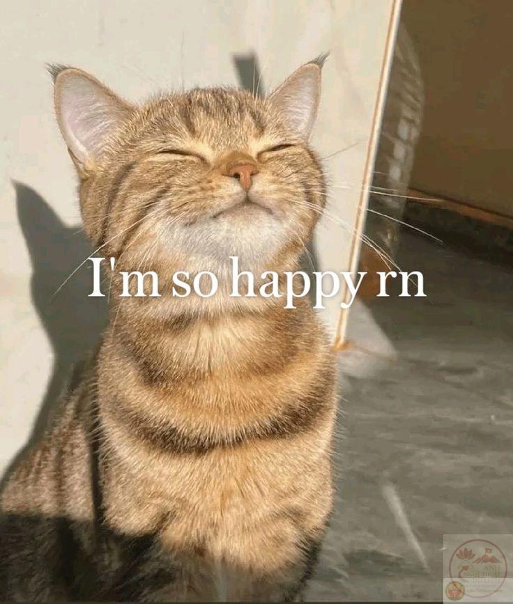 Meme yêu đời