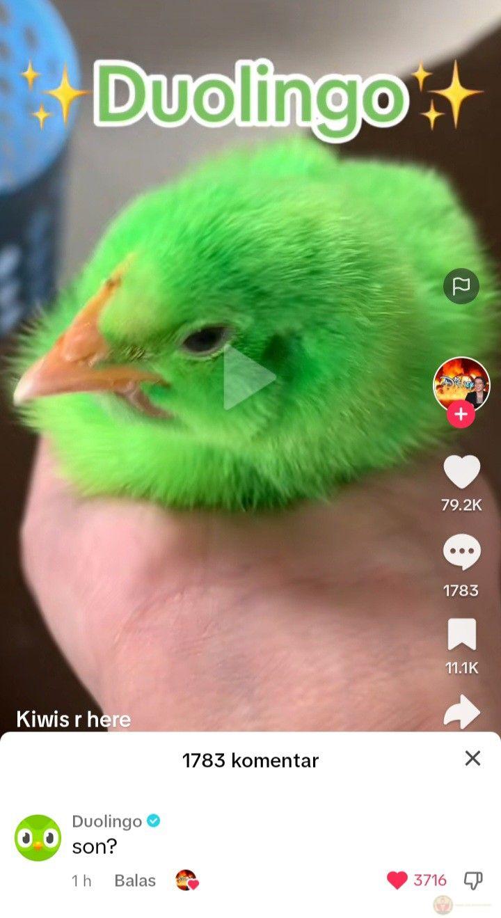 Hình ảnh Duolingo meme luôn mang lại nụ cười nhẹ nhàng cho người học mỗi ngày