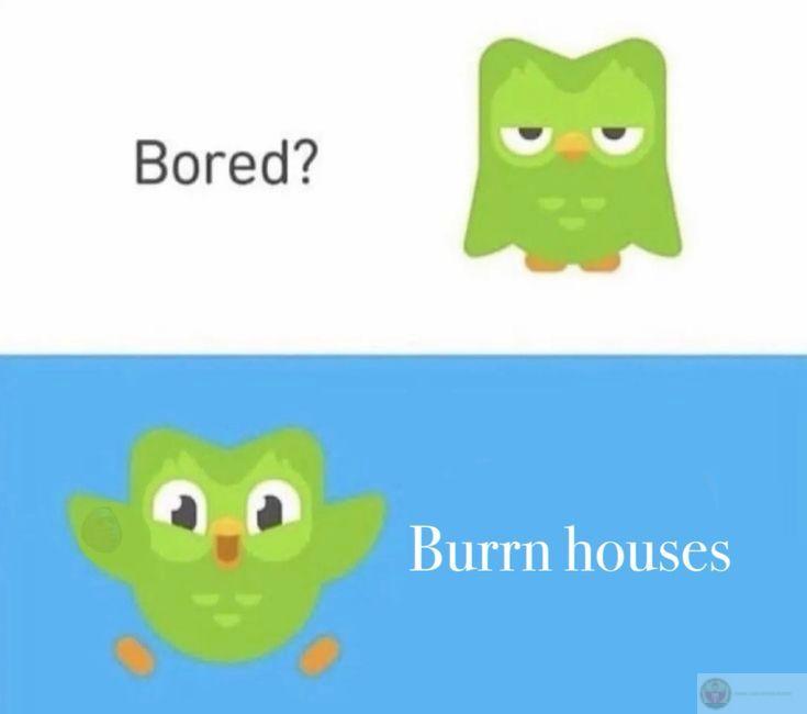 Duolingo meme trở thành nguồn cảm hứng tích cực cho những ai đang học tập