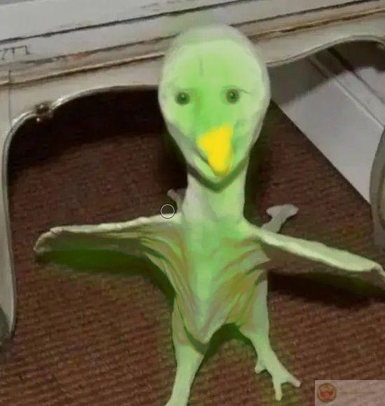 Duolingo meme tiếng Việt