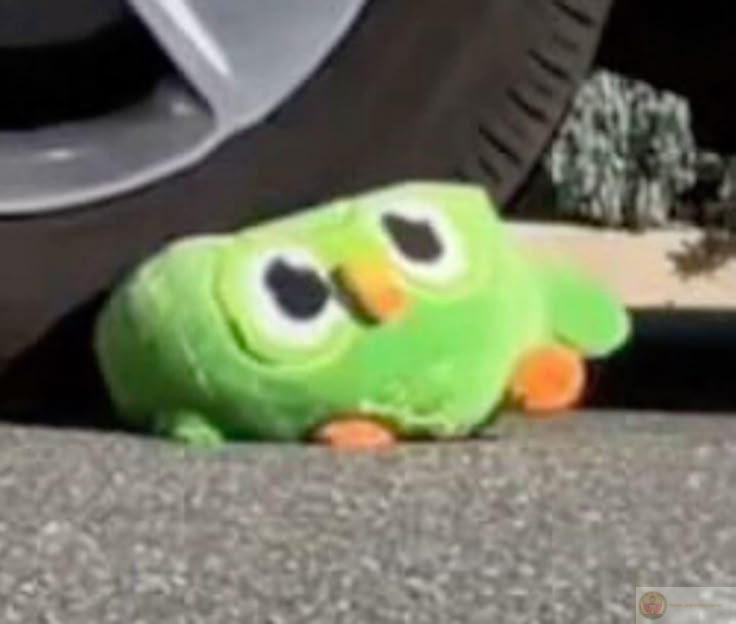 Các nhóm học tập trực tuyến thường dùng Duolingo meme để tạo không khí vui vẻ