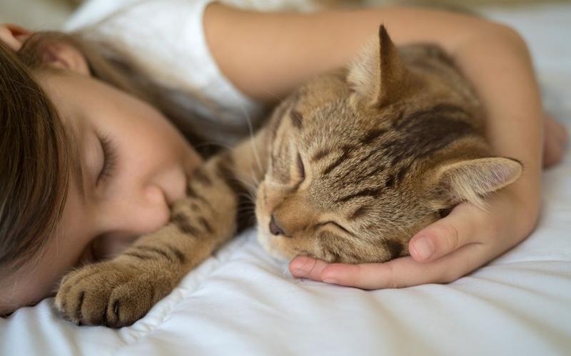 Ngủ với mèo có sao không: Lợi ích và rủi ro cần biết