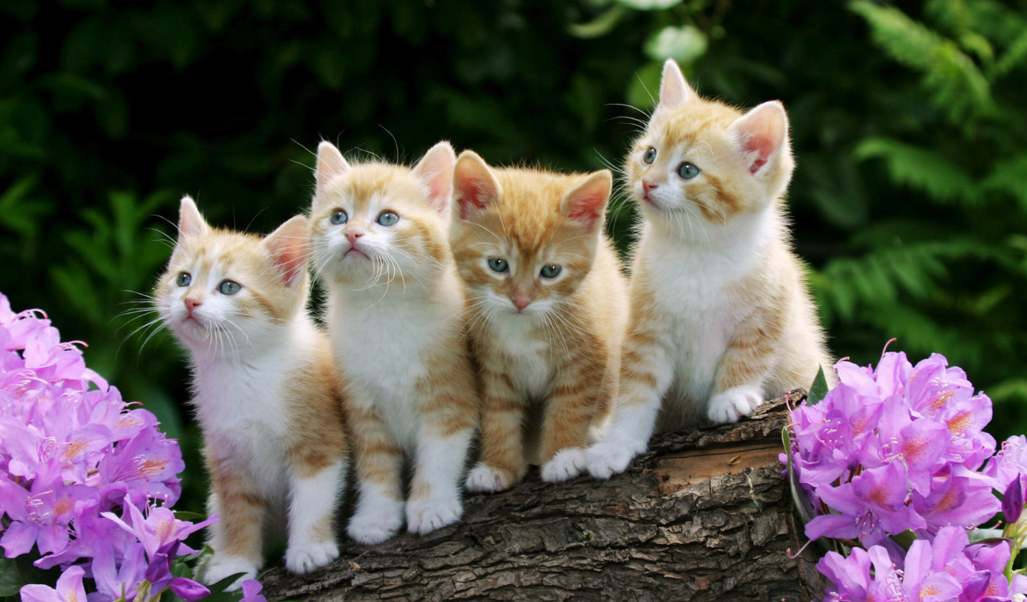 4 chú mèo cute trên cành cây