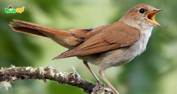 Nhóm các từ vựng tiếng Anh về chim