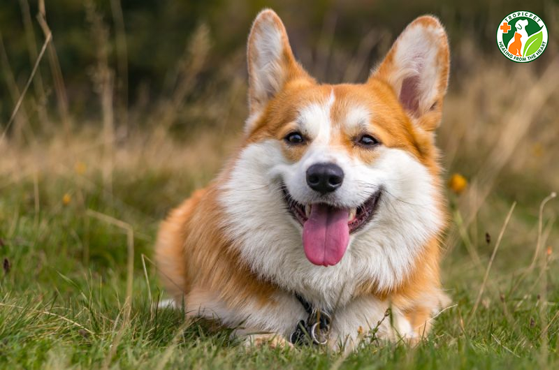 Chó cute