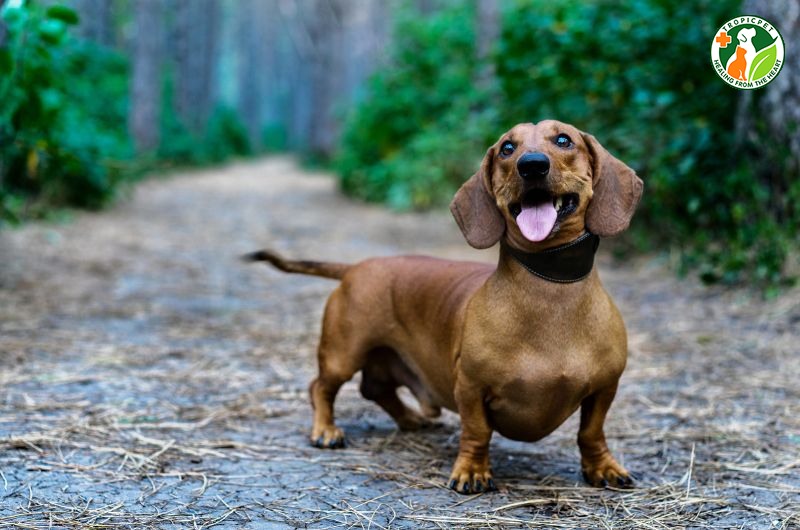 Chó cute
