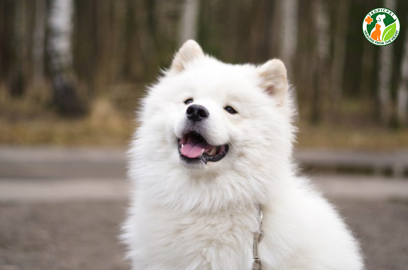 Chó cute