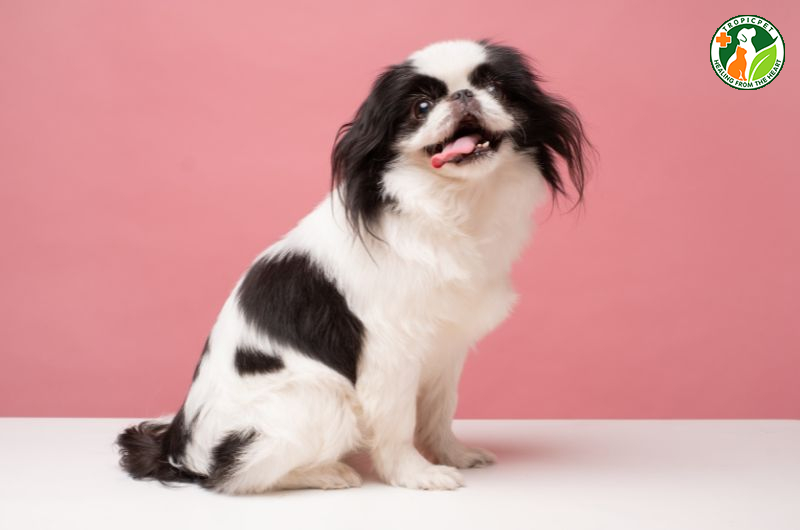 Chó cute