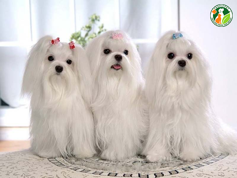 Chó cute