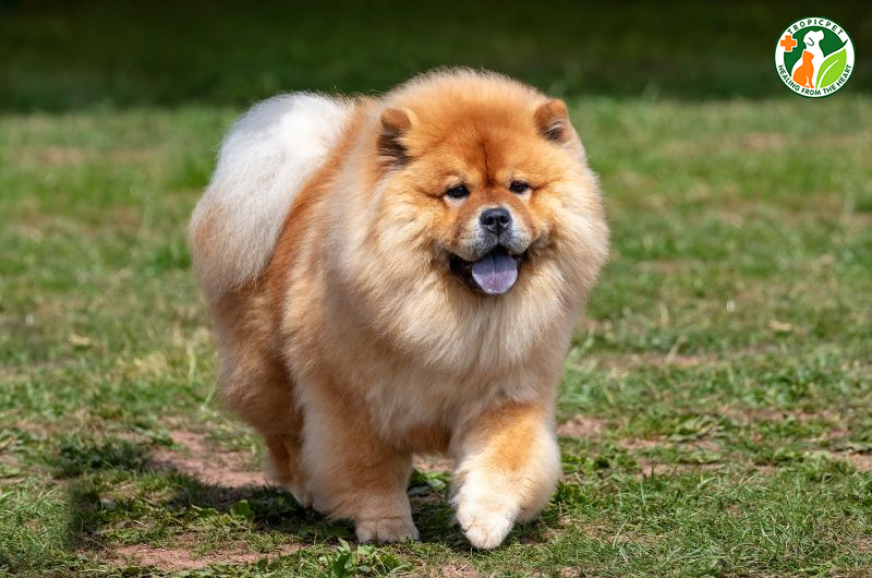 Chó cute