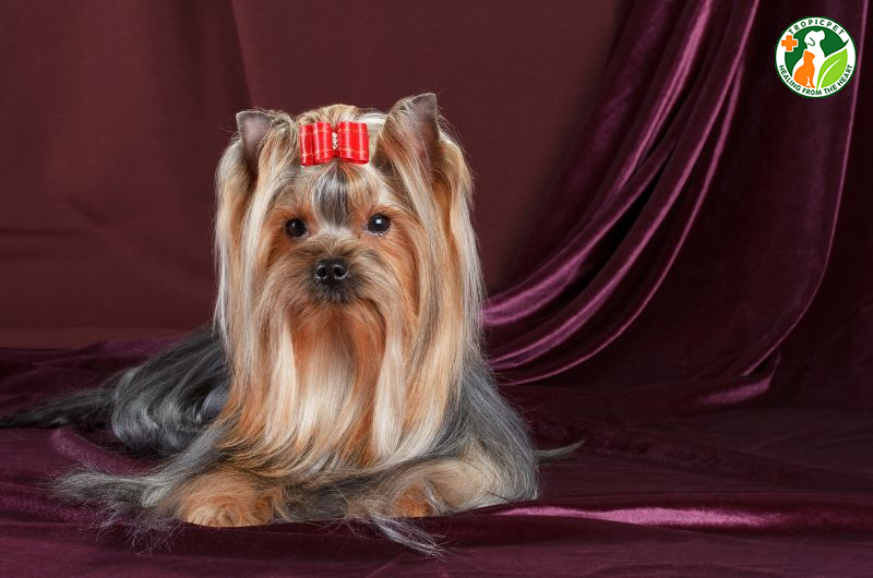 Chó cute