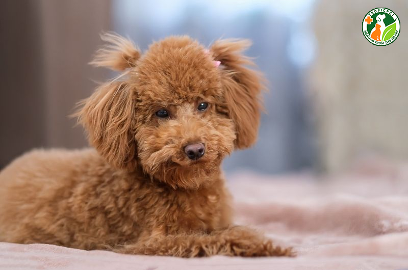 TOP 10 giống chó cute nhất hệ mặt trời ai cũng muốn sở hữu