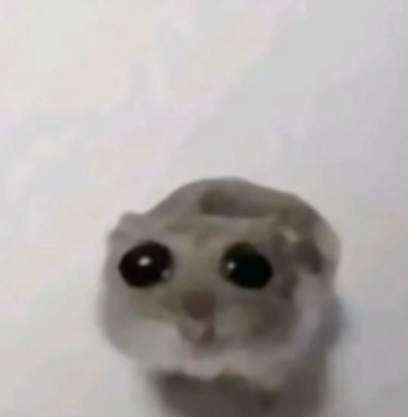 Meme chuột nhà