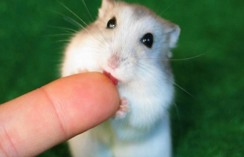 Meme chuột hamster