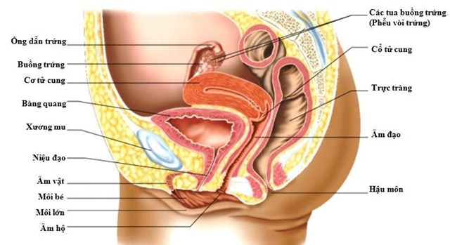 Hình ảnh cấu tạo bộ phận sinh dục nữ giới người thật, cách xác dịnh điểm G chính xác
