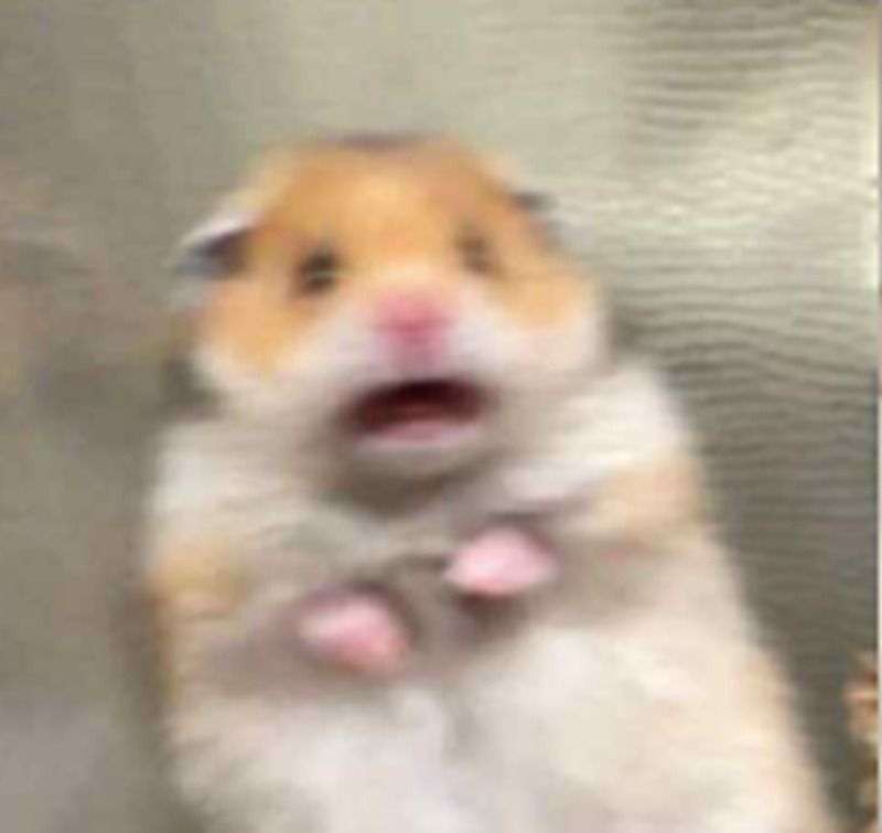 Meme động vật