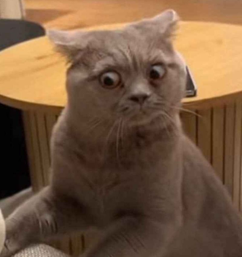 Meme động vật