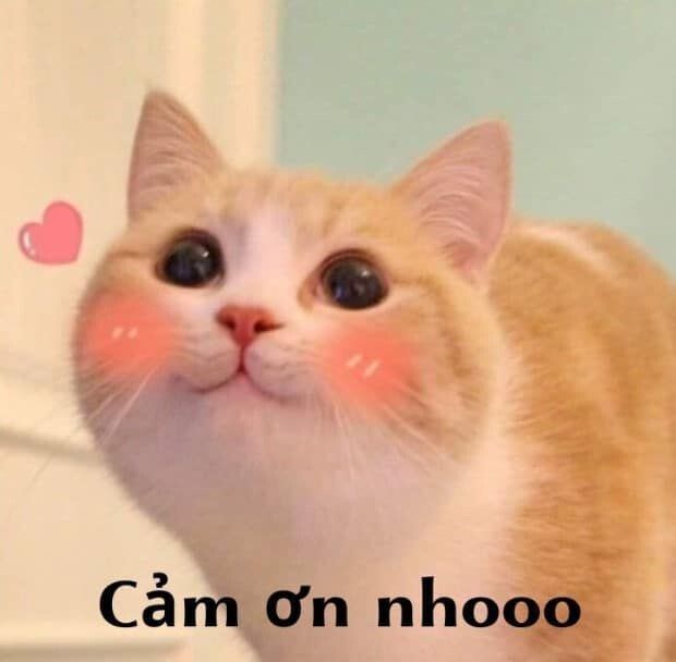 Bộ Sưu Tập 100+ Cảm Ơn Meme Sử Dụng Phổ Biến Nhất 2026